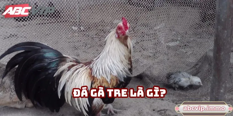 Đá gà tre là gì?