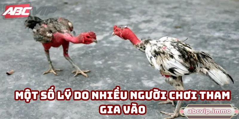 Một số lý do nhiều người chơi tham gia vào
