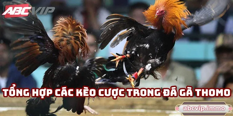 Tổng hợp các kèo cược trong đá gà thomo